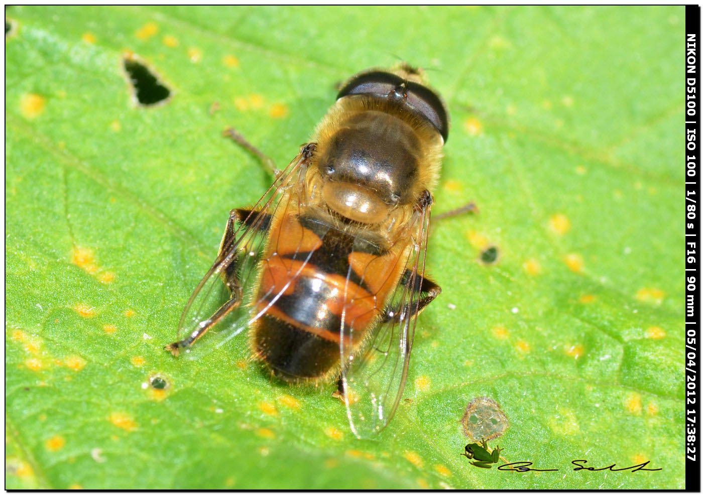 Eristalis tenax