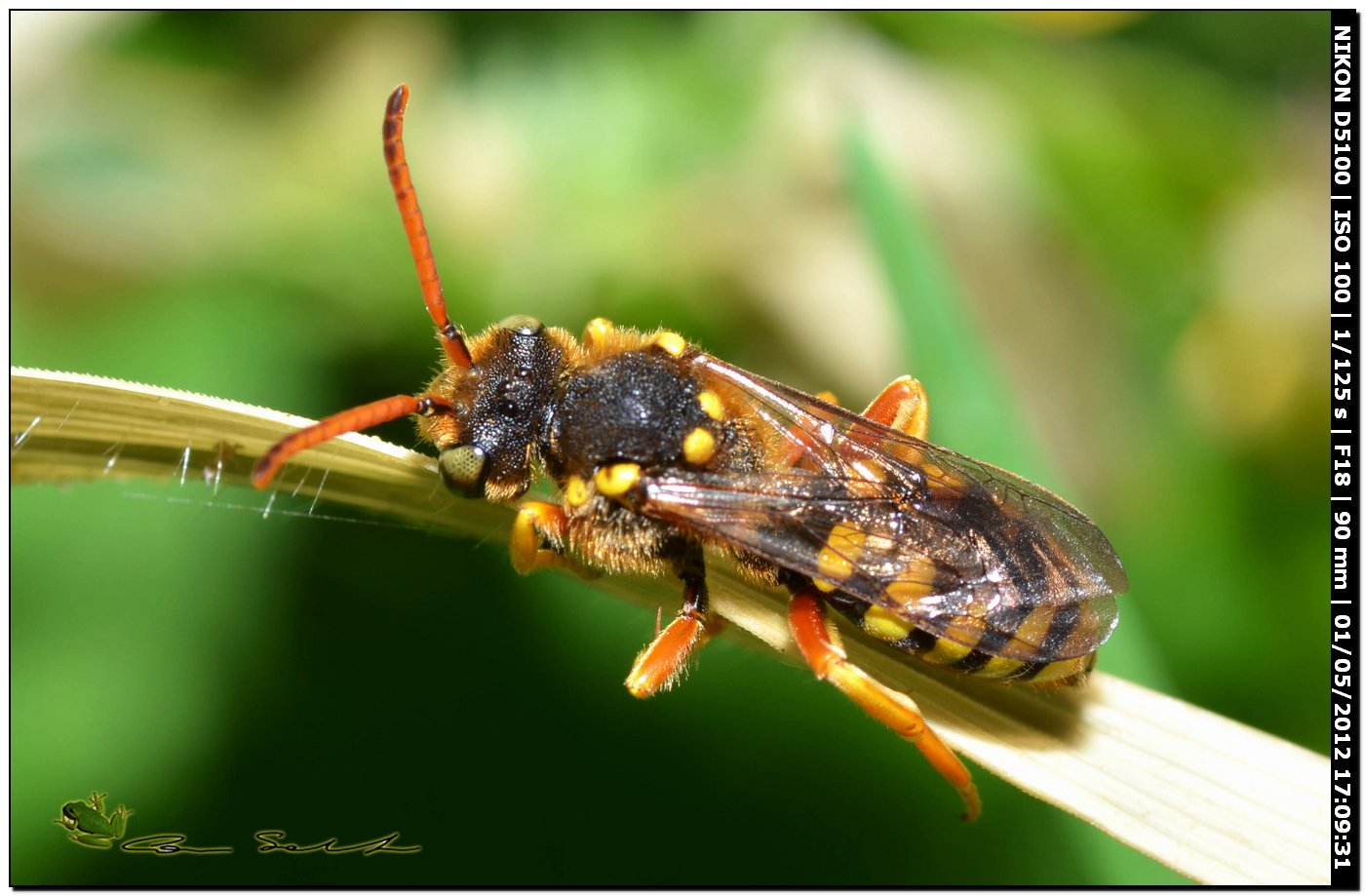 Crabronidae? No, femmina di Nomada sp.