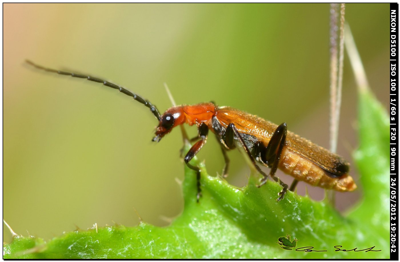 Cantharidae: Rhagonycha sp.