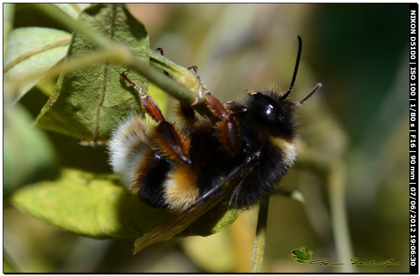 Bombus da id.