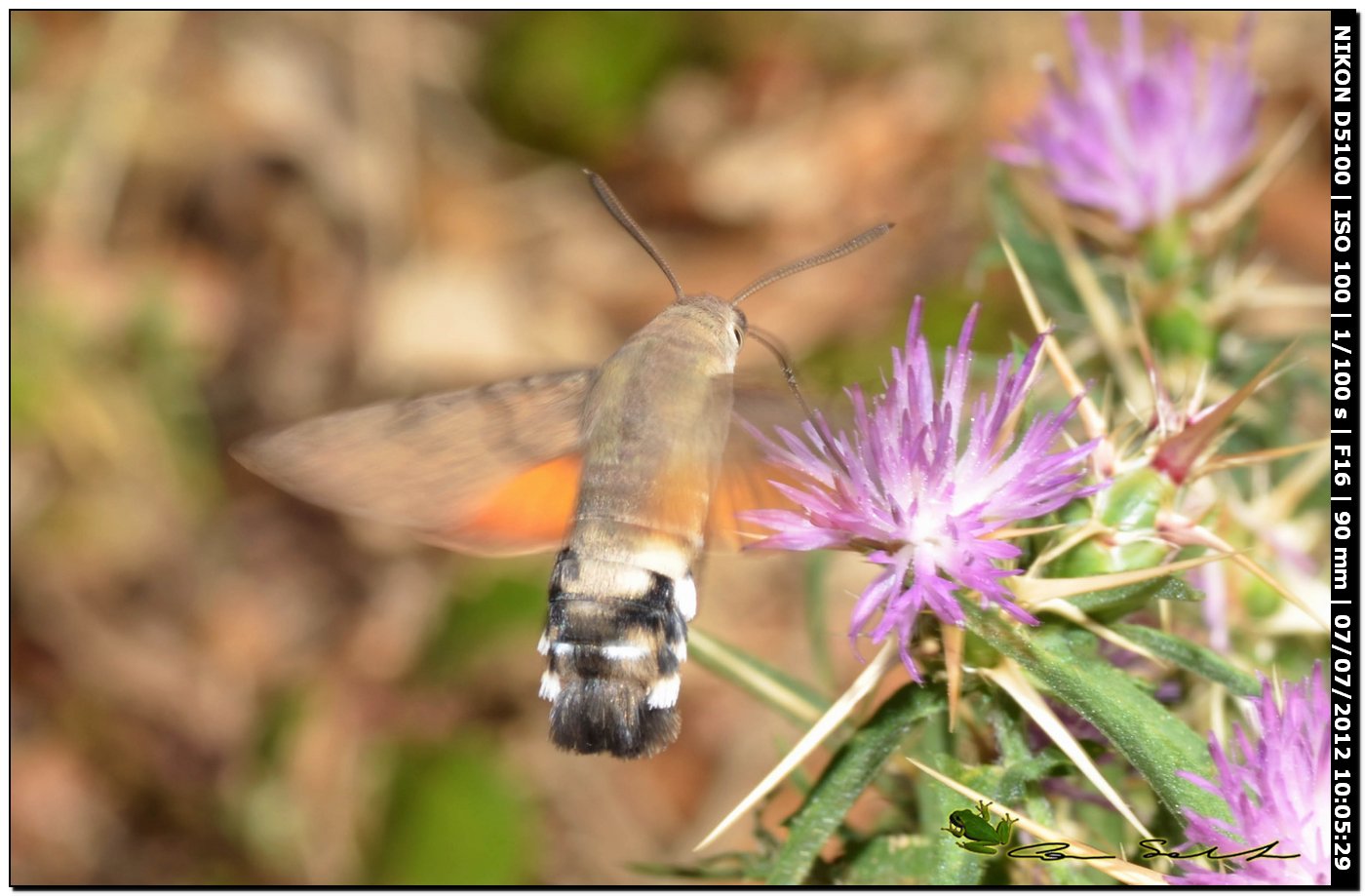 Macroglossum stellatarum