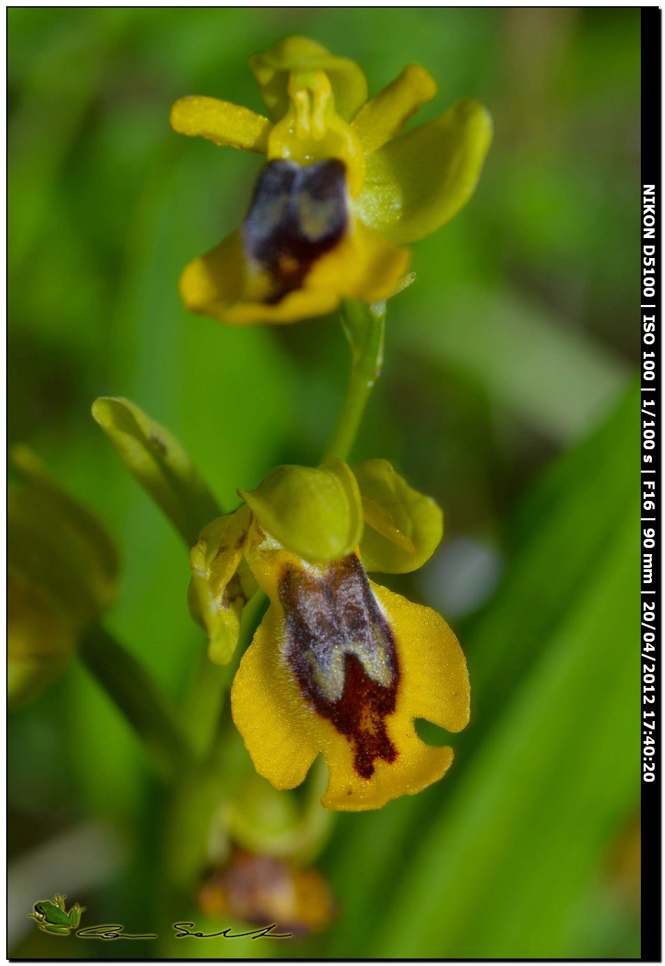 Ophrys sp. da id.2