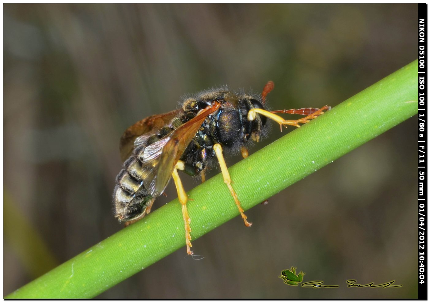 Cimbicidae: Abia sericea