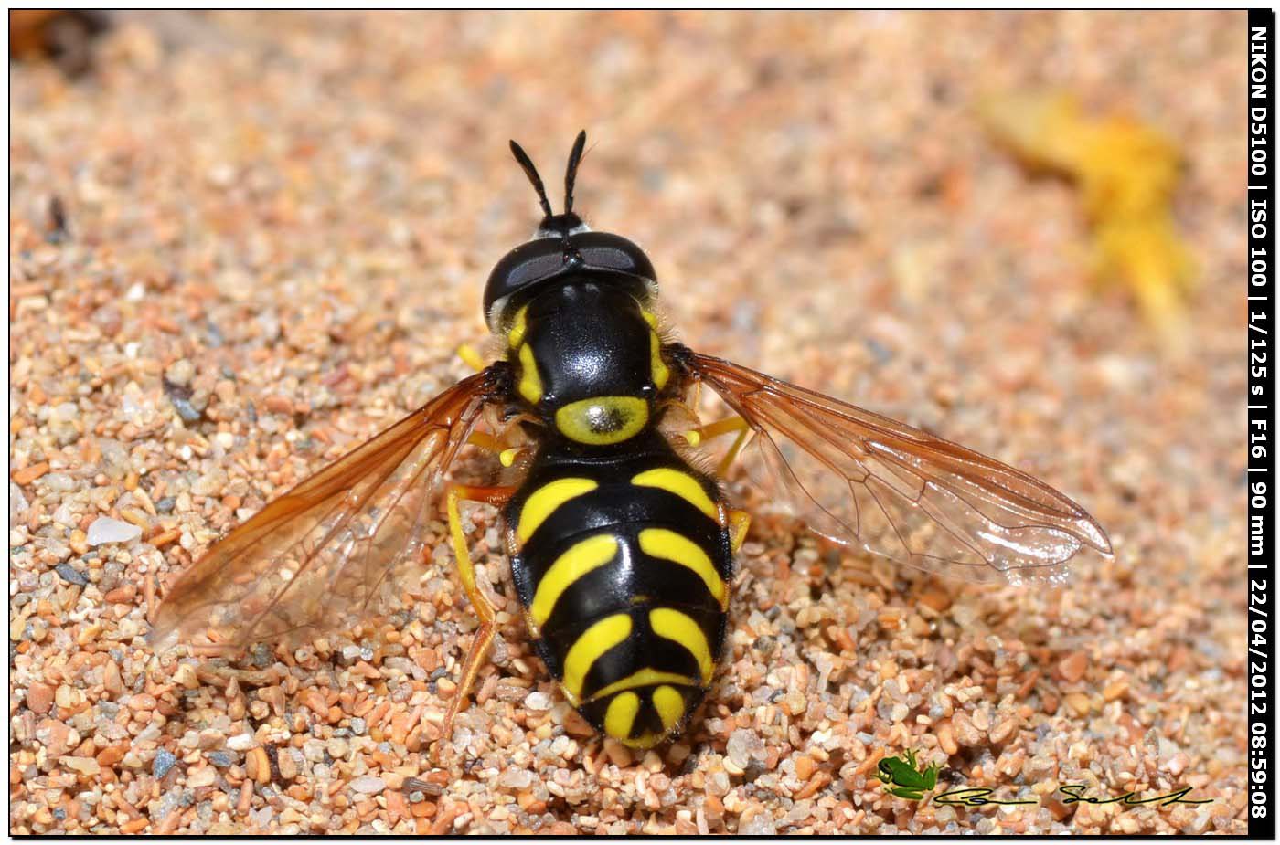 Chrysotoxum intermedium