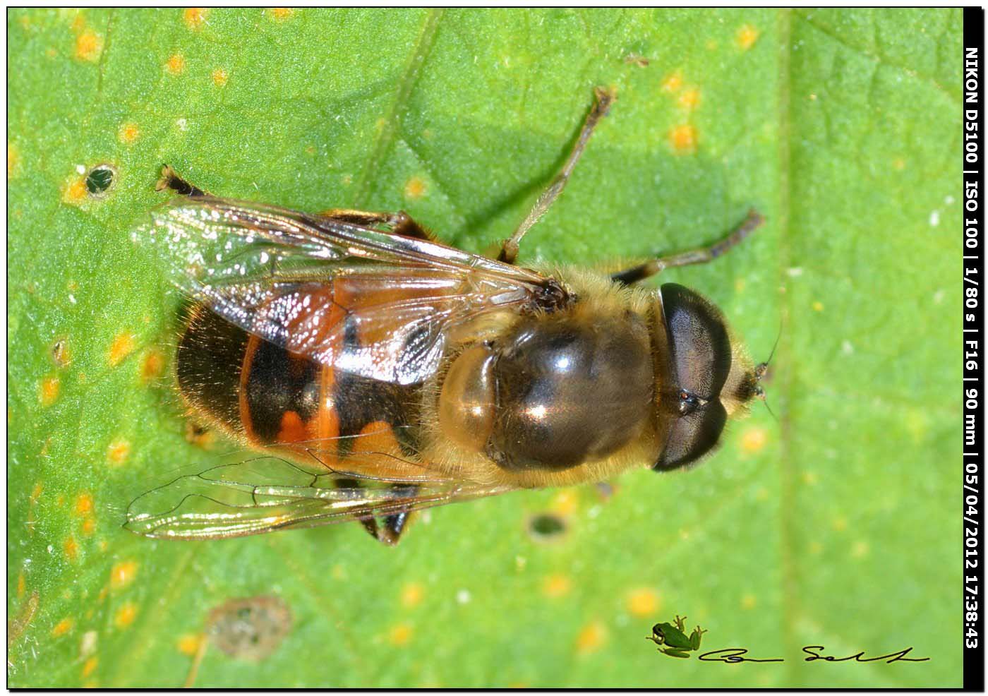 Eristalis tenax