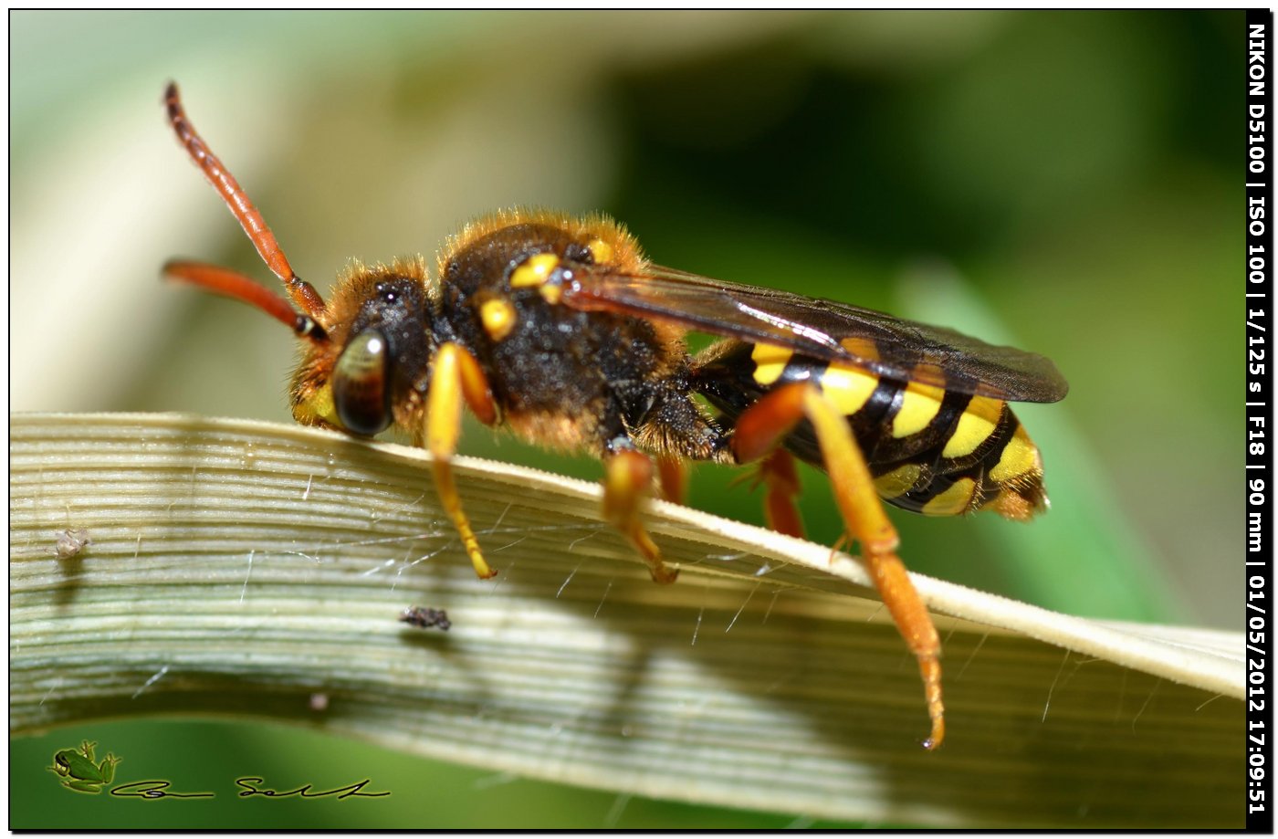 Crabronidae? No, femmina di Nomada sp.