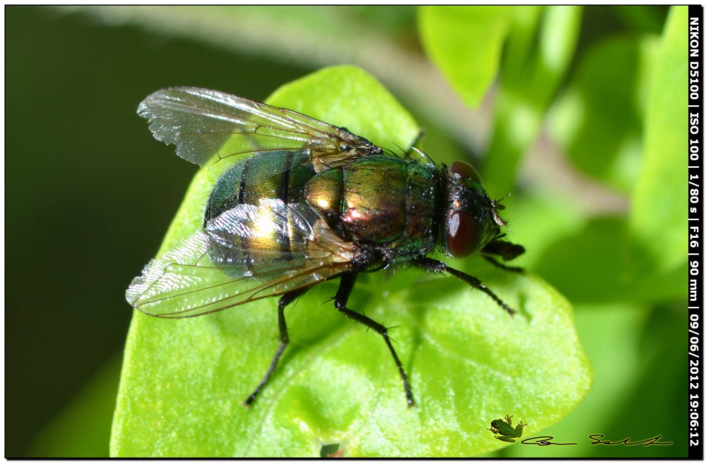 Calliphoridae o Muscidae?: Neomyia cornicina