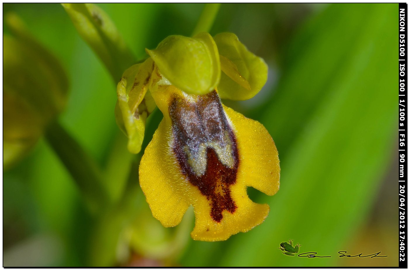 Ophrys sp. da id.2