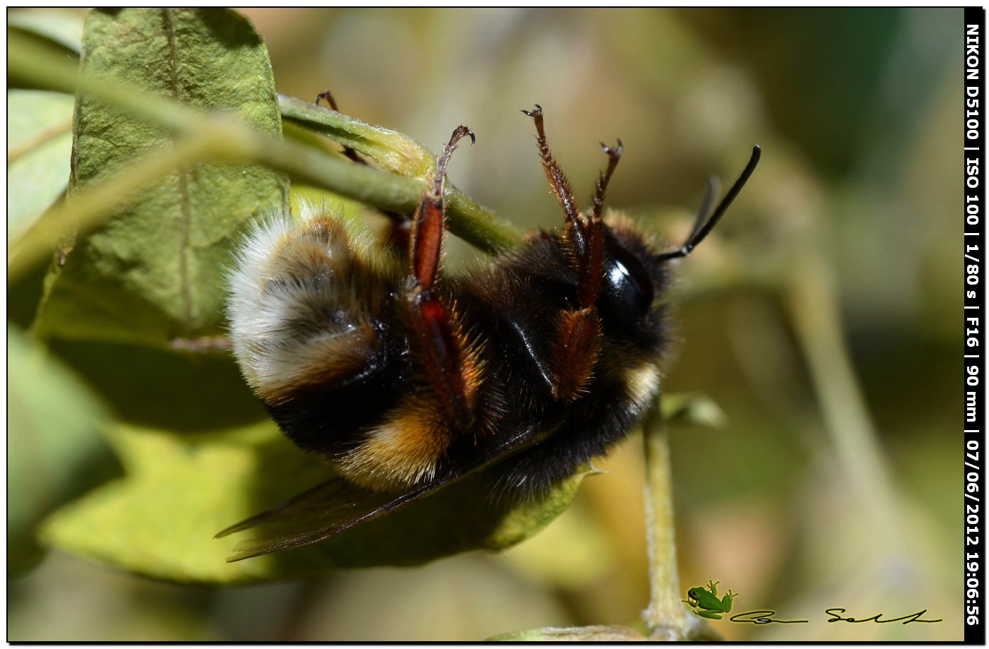 Bombus da id.