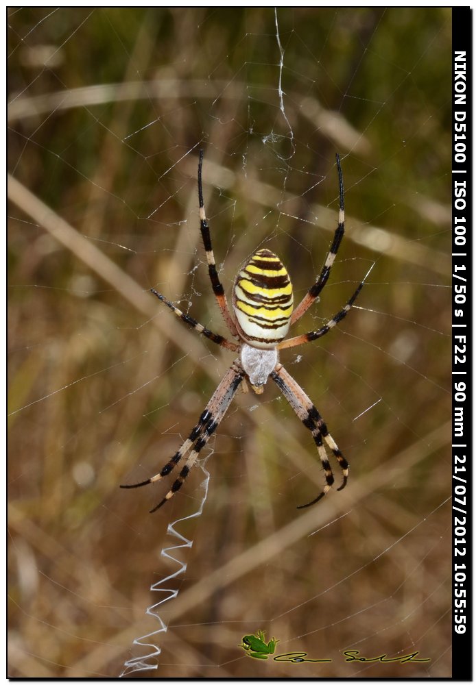 Argiope bruennichi