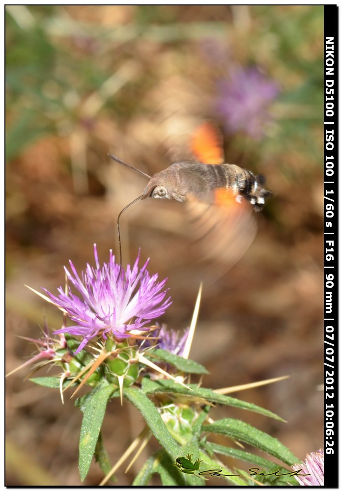 Macroglossum stellatarum