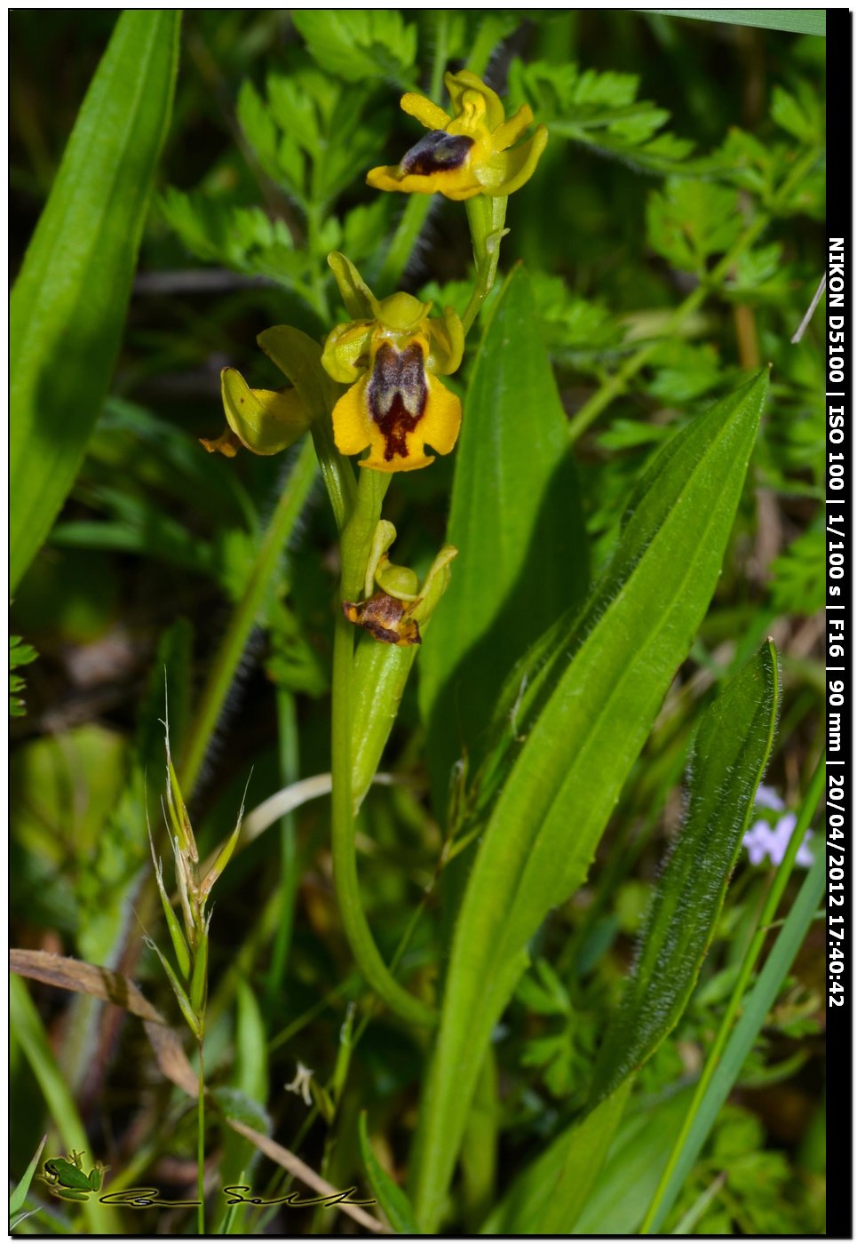 Ophrys sp. da id.2