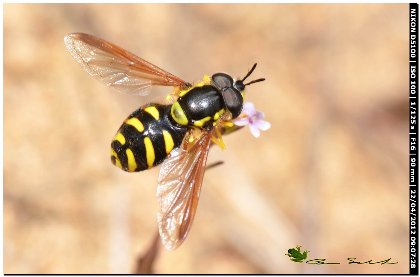 Chrysotoxum intermedium