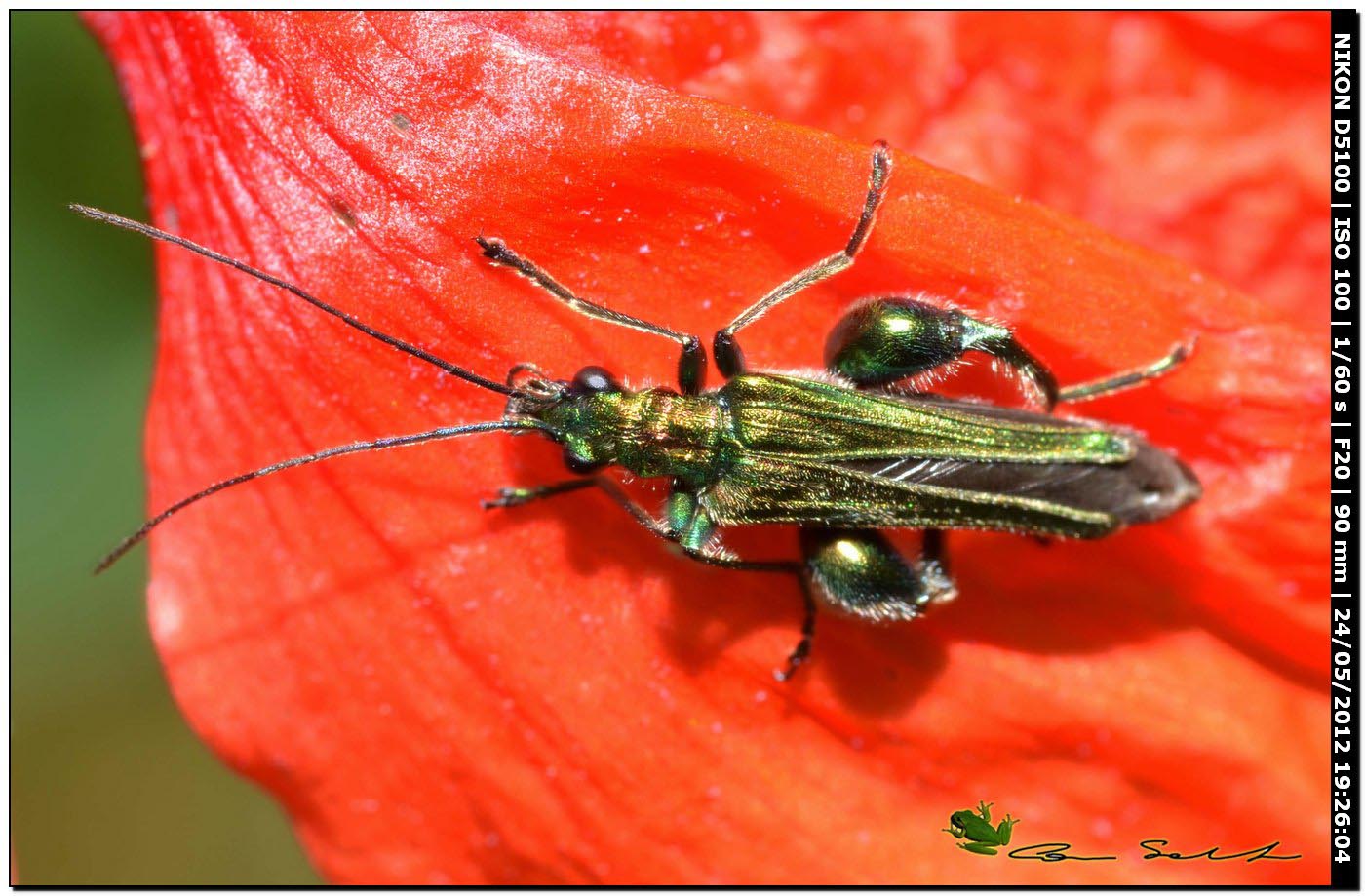 Oedemera nobilis ♂