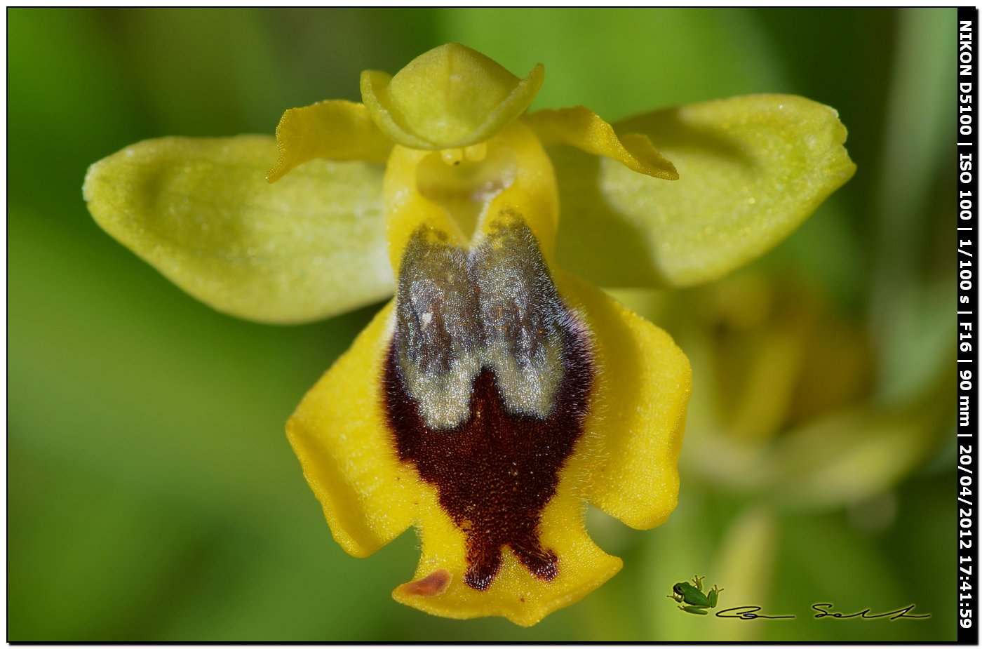 Ophrys sp. da id.2