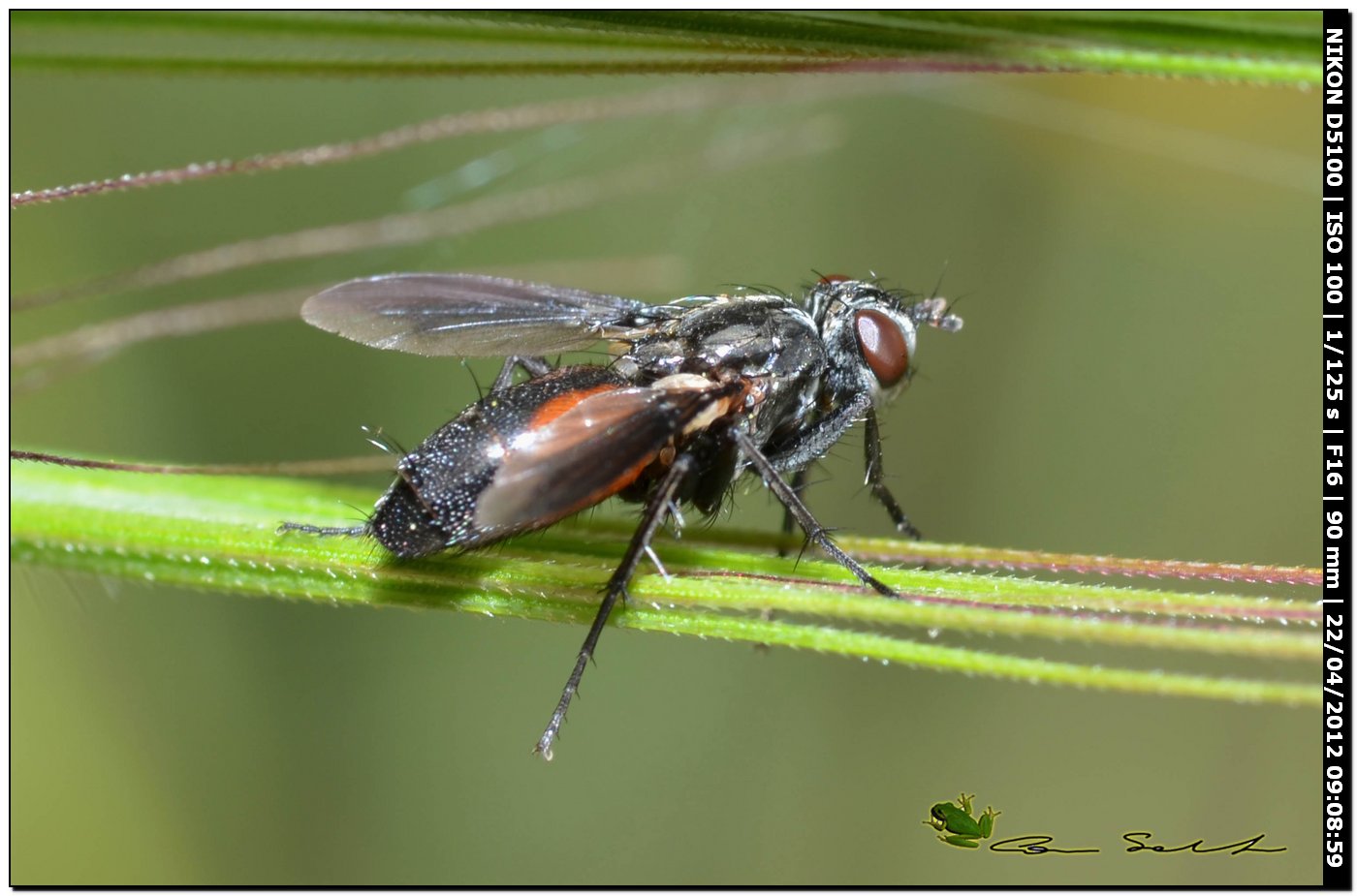 Tachinidae da id.