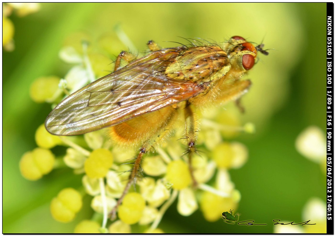 Scathophaga stercoraria