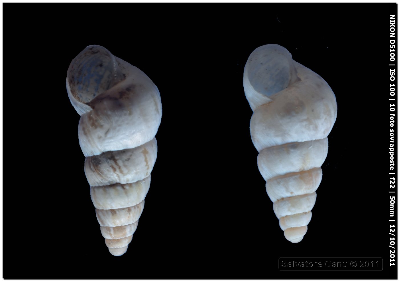 Cochlicella acuta