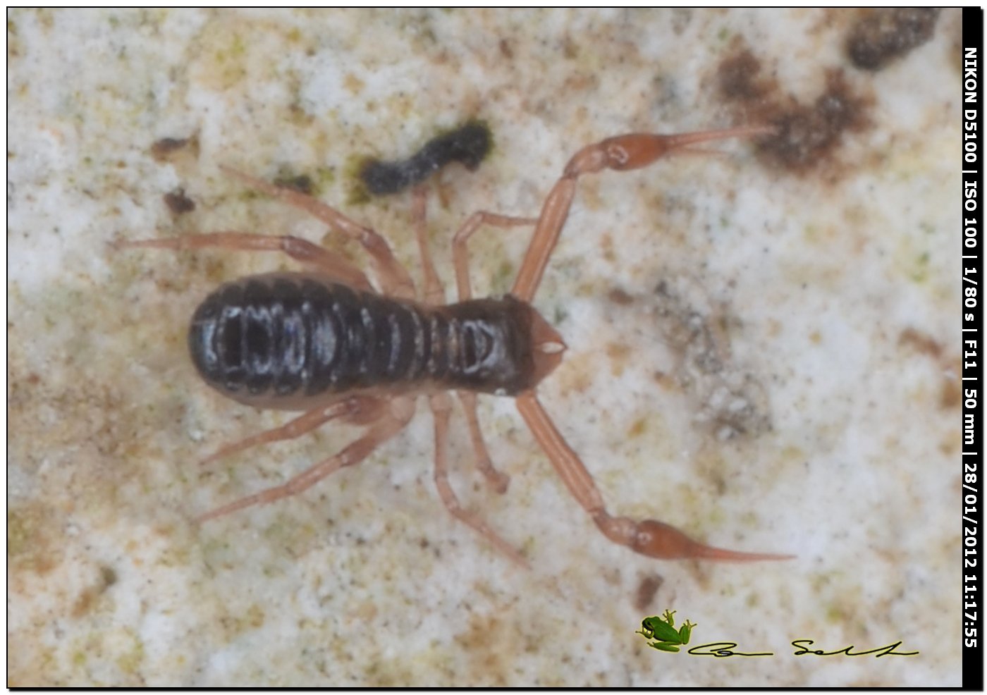 Pseudoscorpione, Chthoniidae