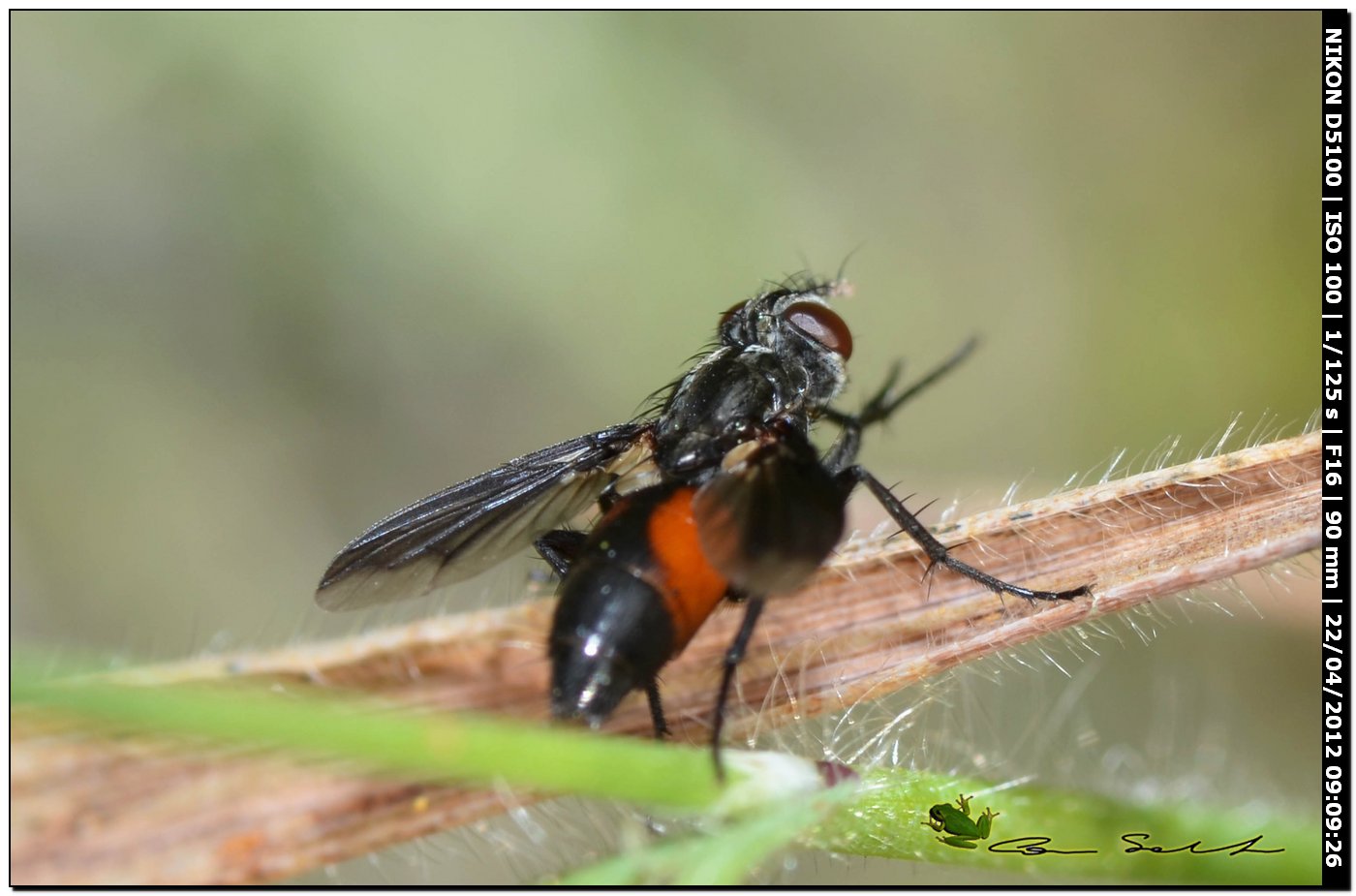 Tachinidae da id.