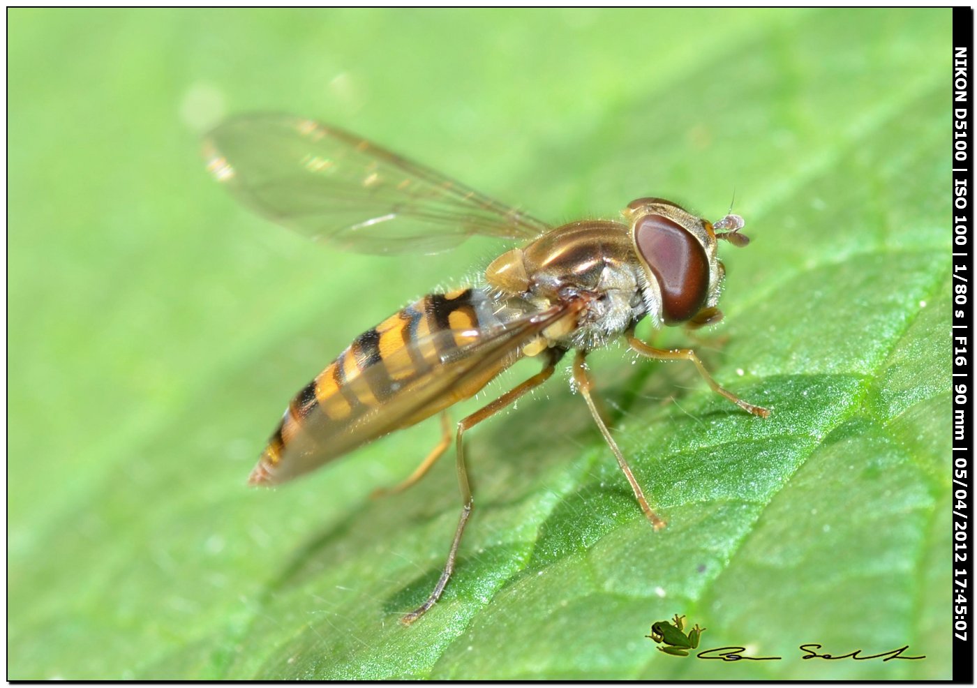 Episyrphus balteatus