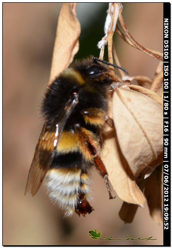 Bombus da id.