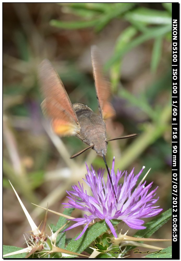 Macroglossum stellatarum