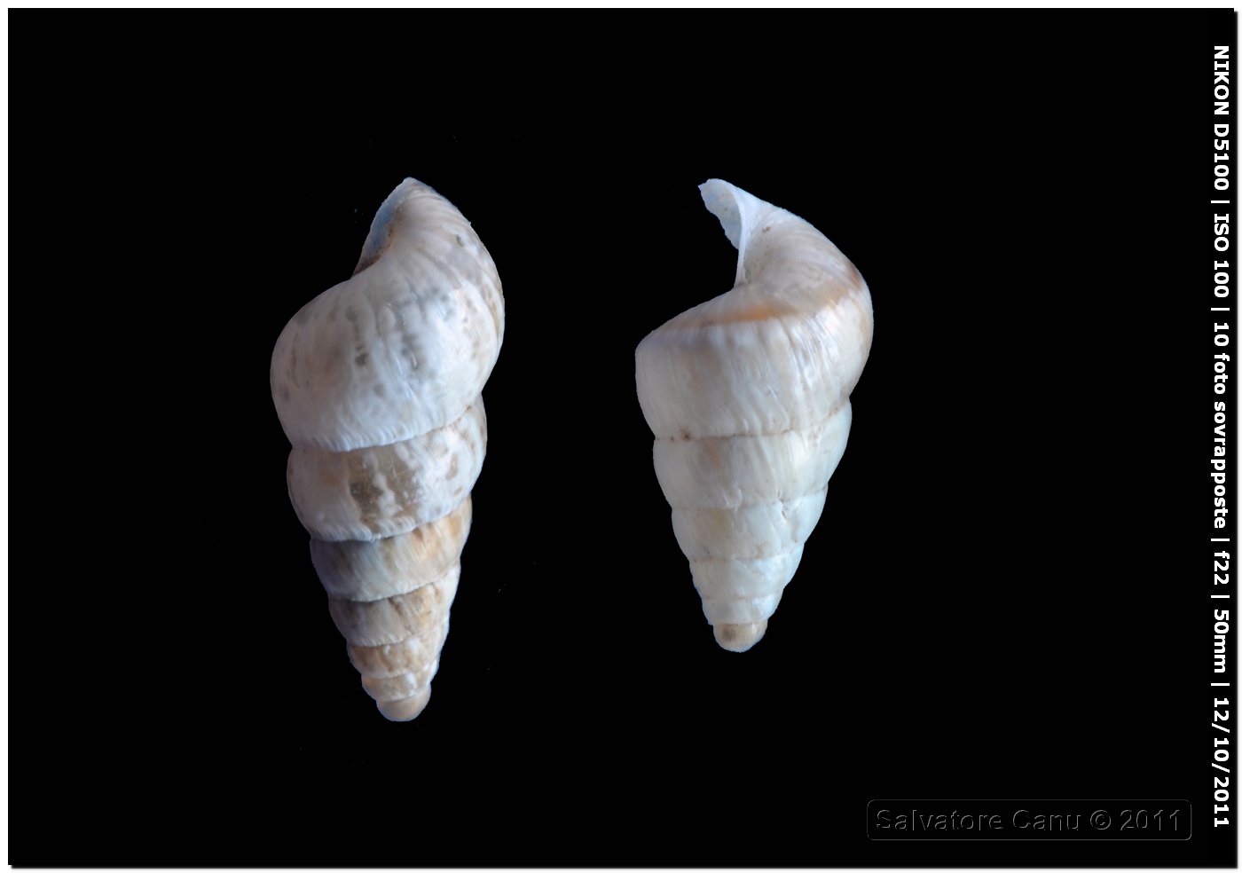 Cochlicella acuta