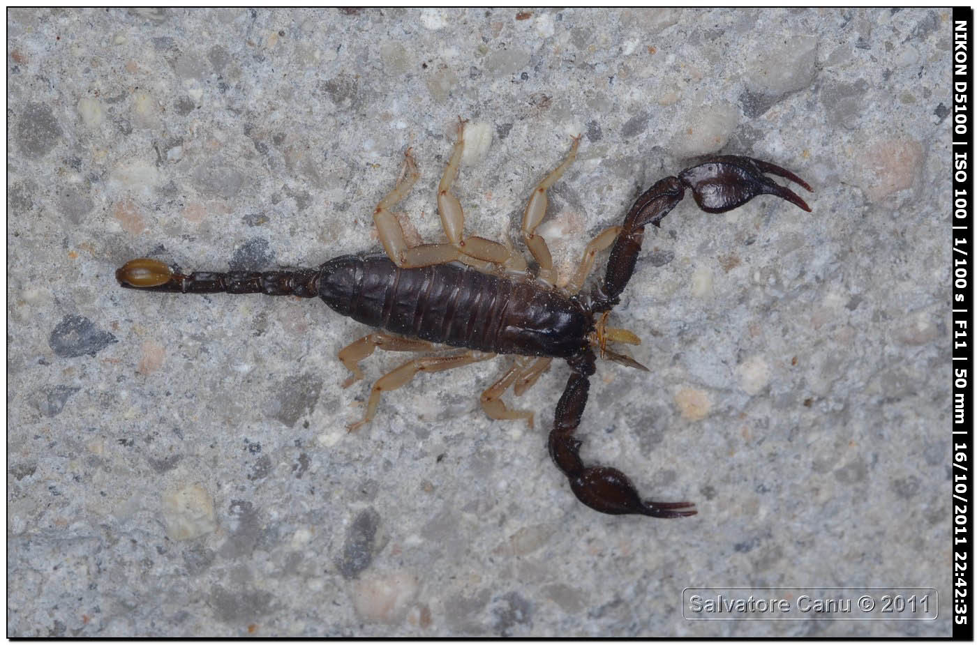 Euscorpius flavicaudis con preda