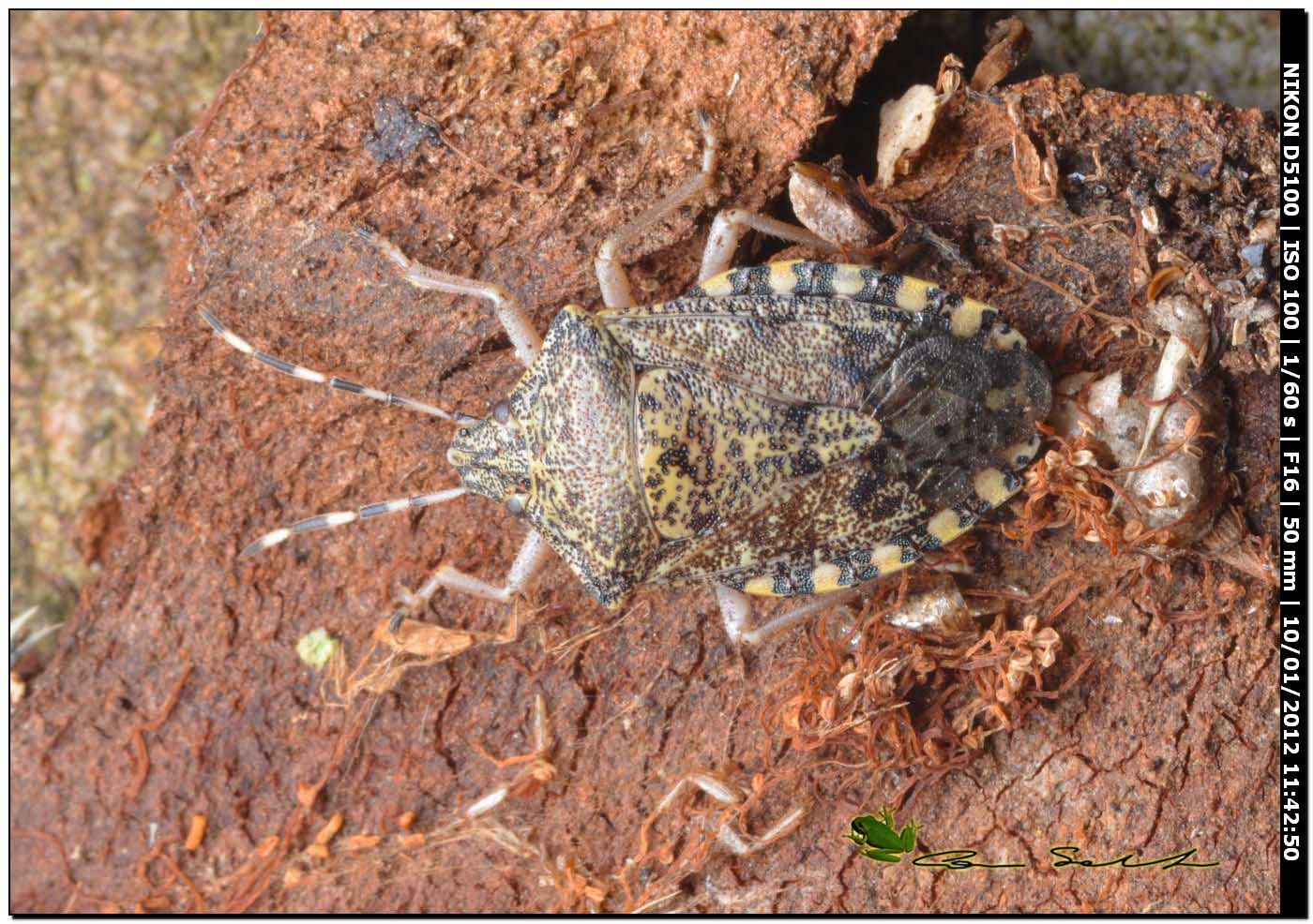 Pentatomidae: Rhaphigaster nebulosa della prov. di Sassari