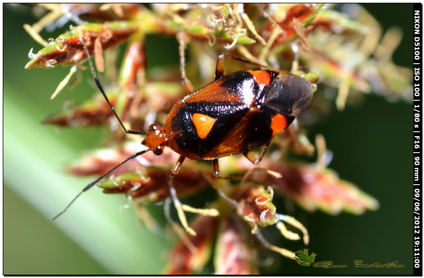 Deraeocoris ruber, Miridae 2