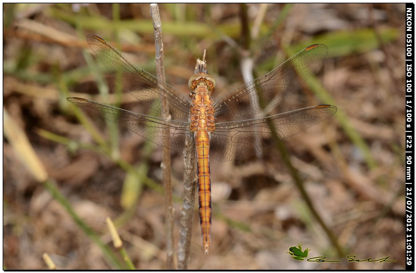 Orthetrum coerulescens anceps ♂ immaturo?