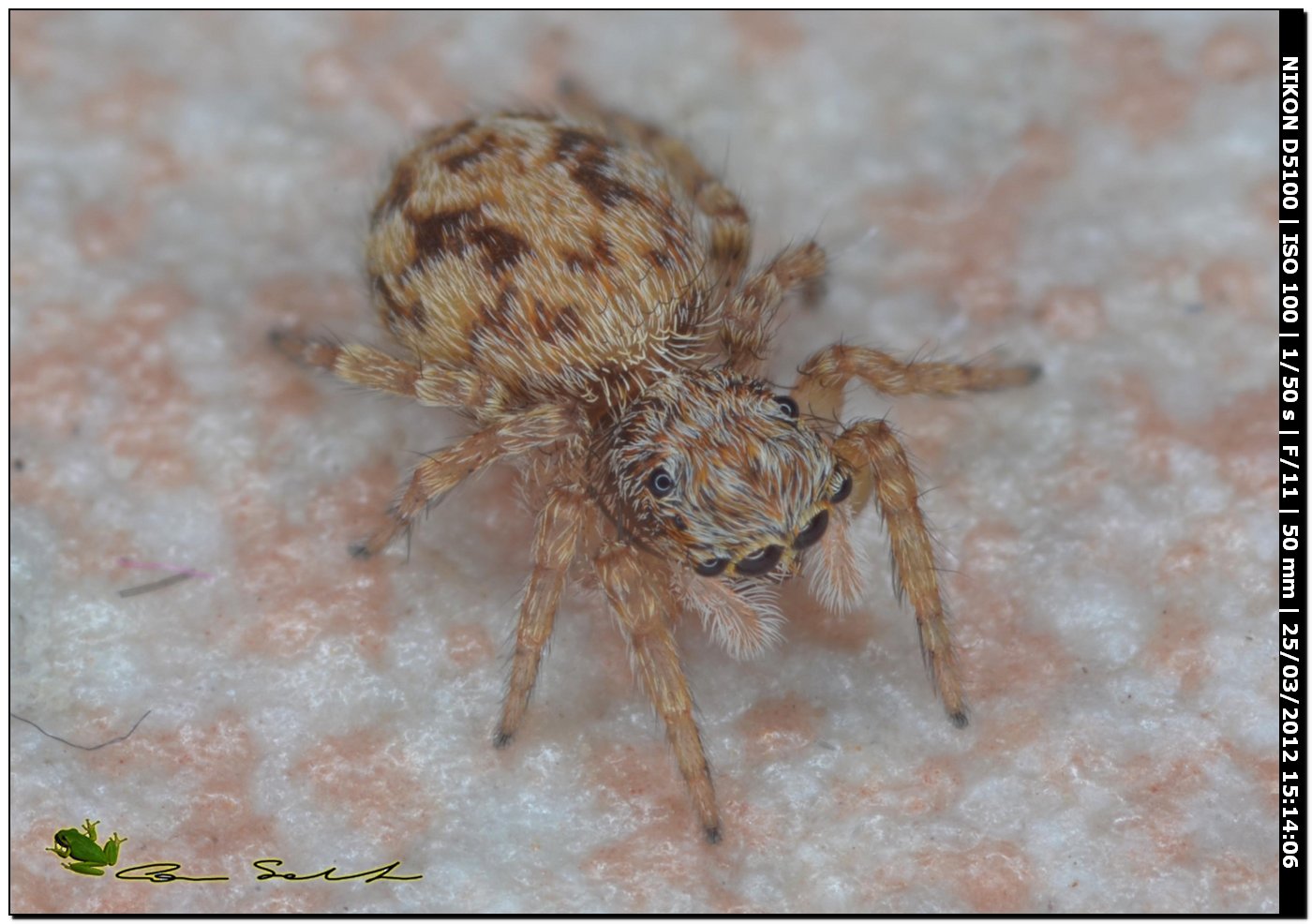 Altro Salticidae da id.