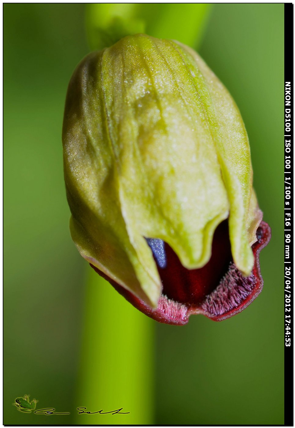 Ophrys a ... sorpresa