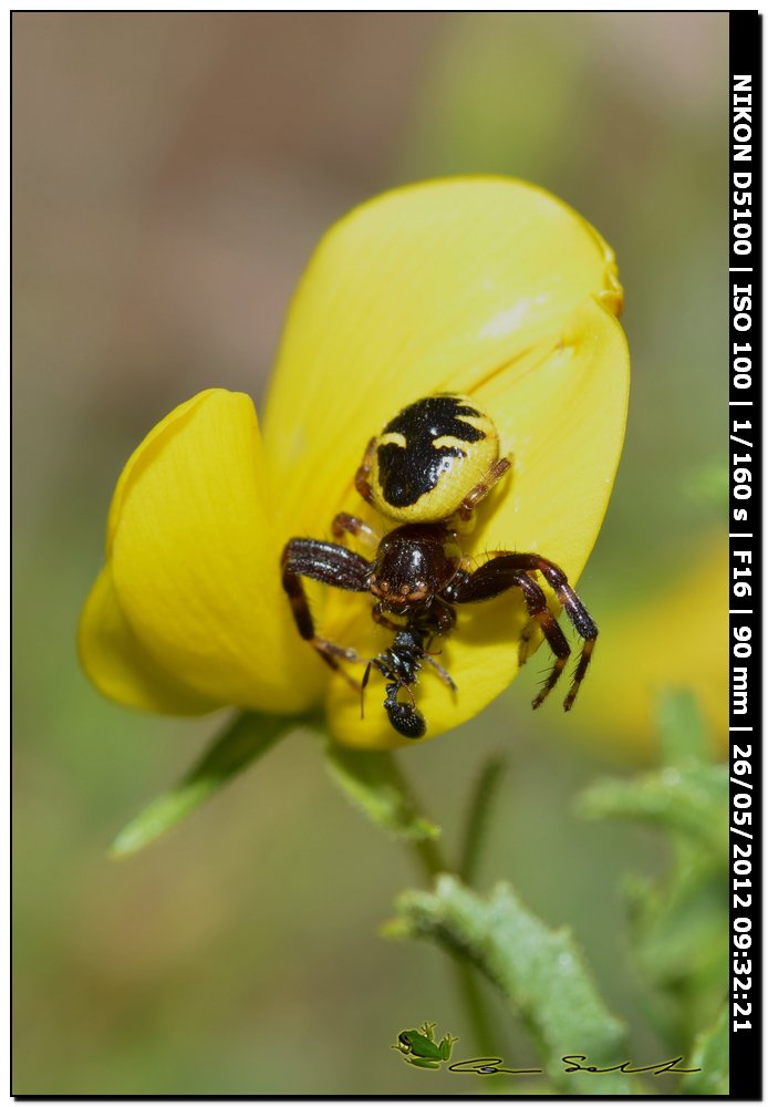 Synema globosum con preda