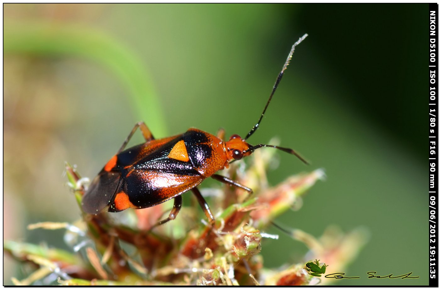 Deraeocoris ruber, Miridae 2