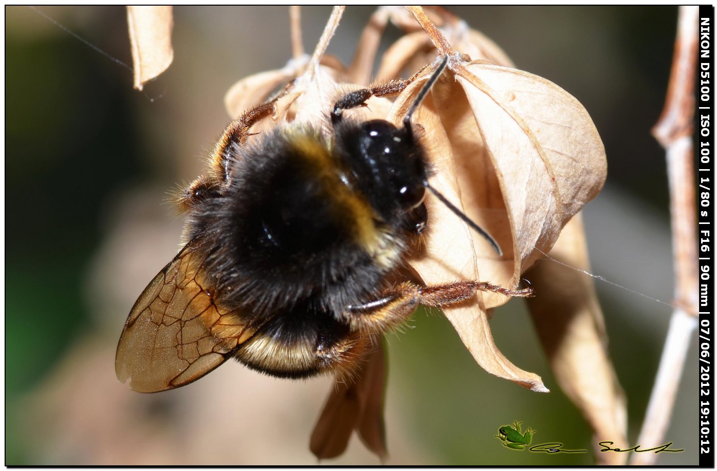 Bombus da id.