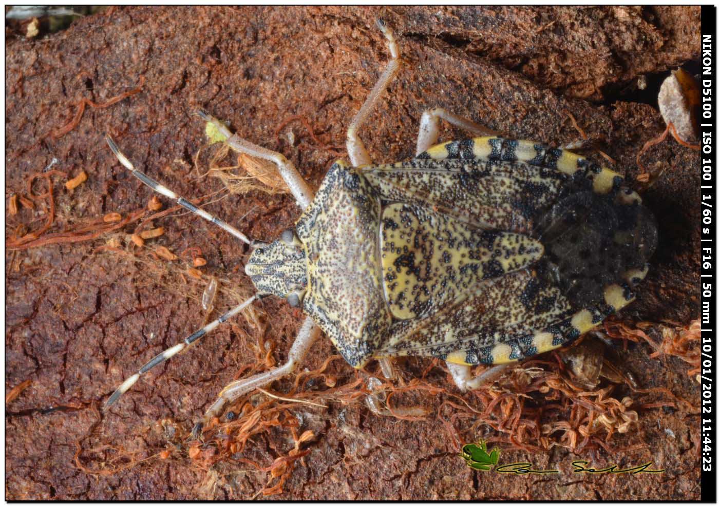 Pentatomidae: Rhaphigaster nebulosa della prov. di Sassari