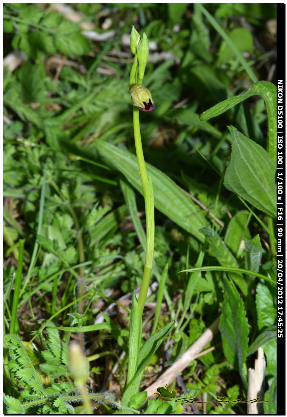 Ophrys a ... sorpresa