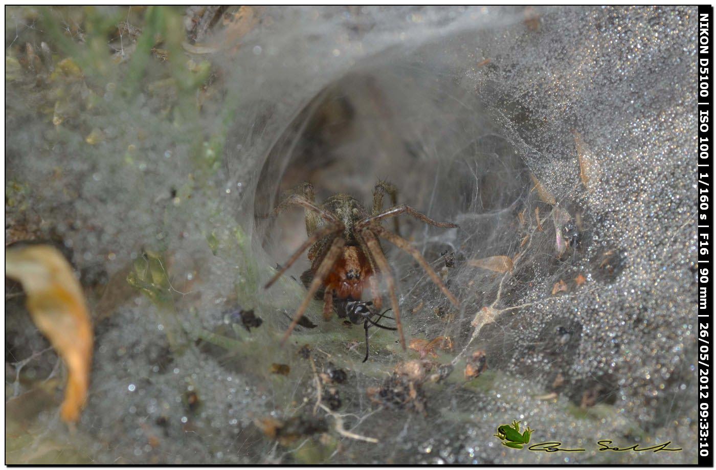 Agelena cf. labyrinthica