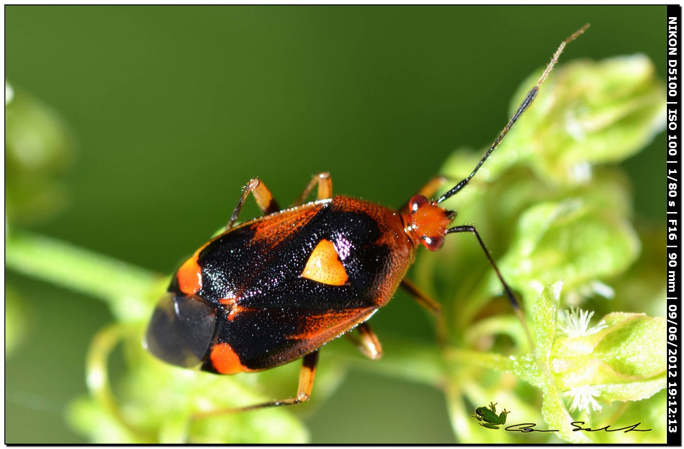 Deraeocoris ruber, Miridae 2