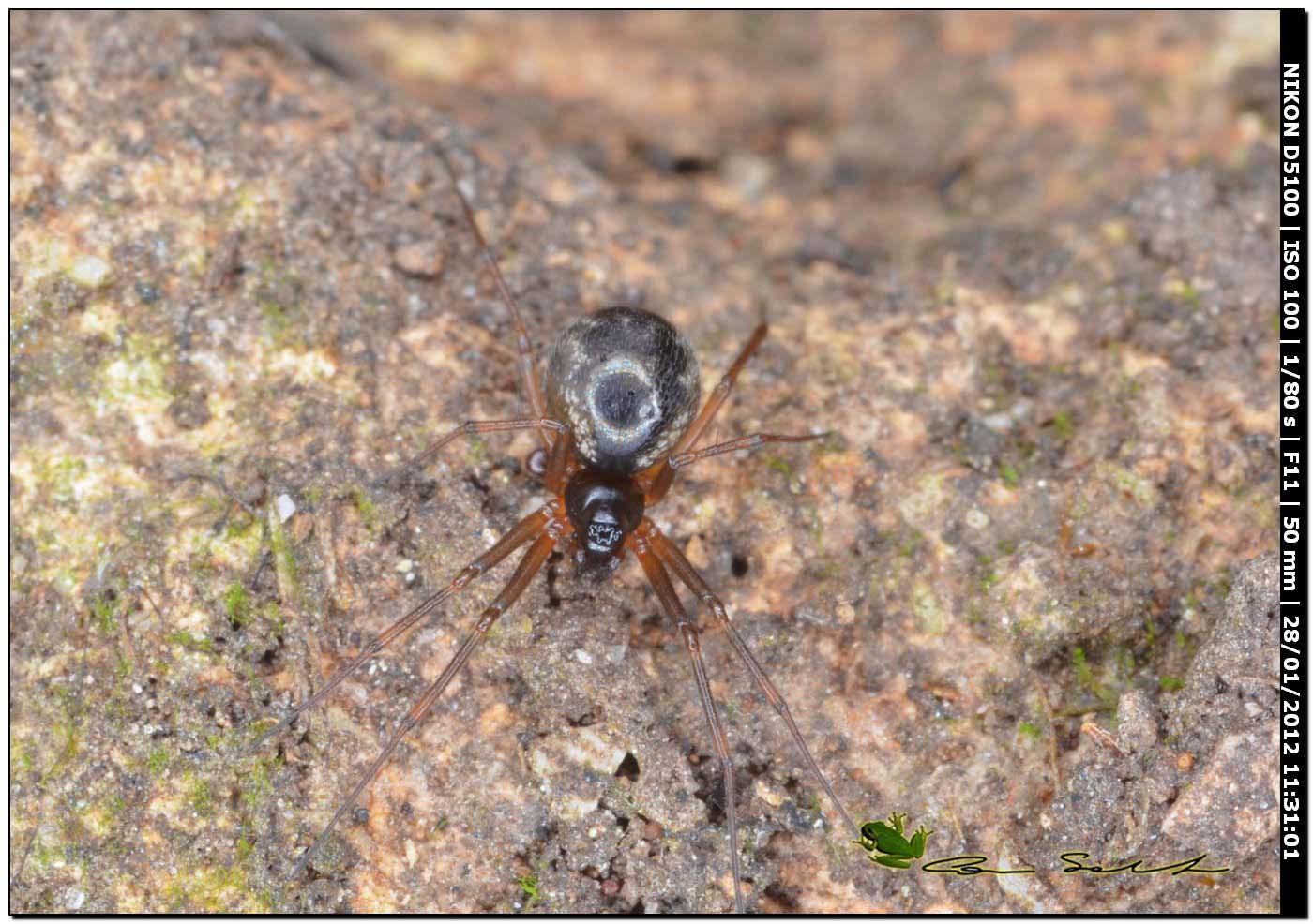 Linyphiidae