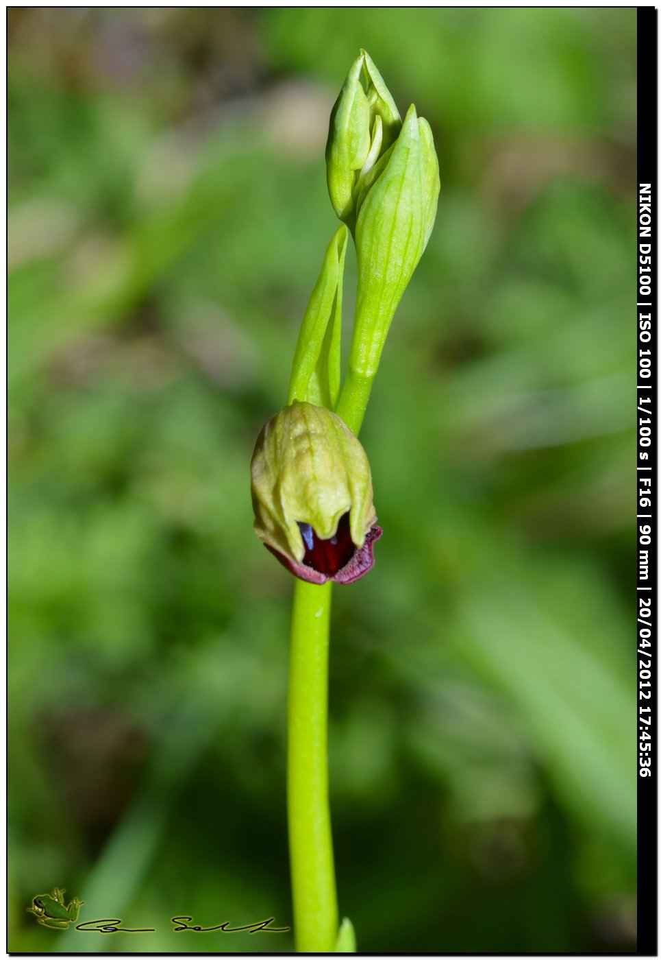 Ophrys a ... sorpresa