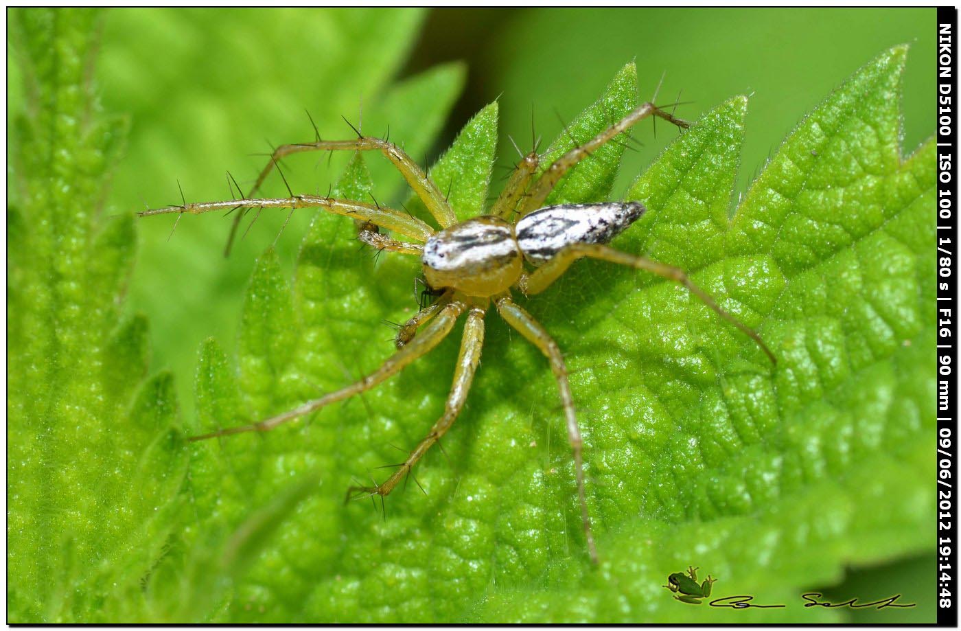 Oxyopes cfr lineatus maschio