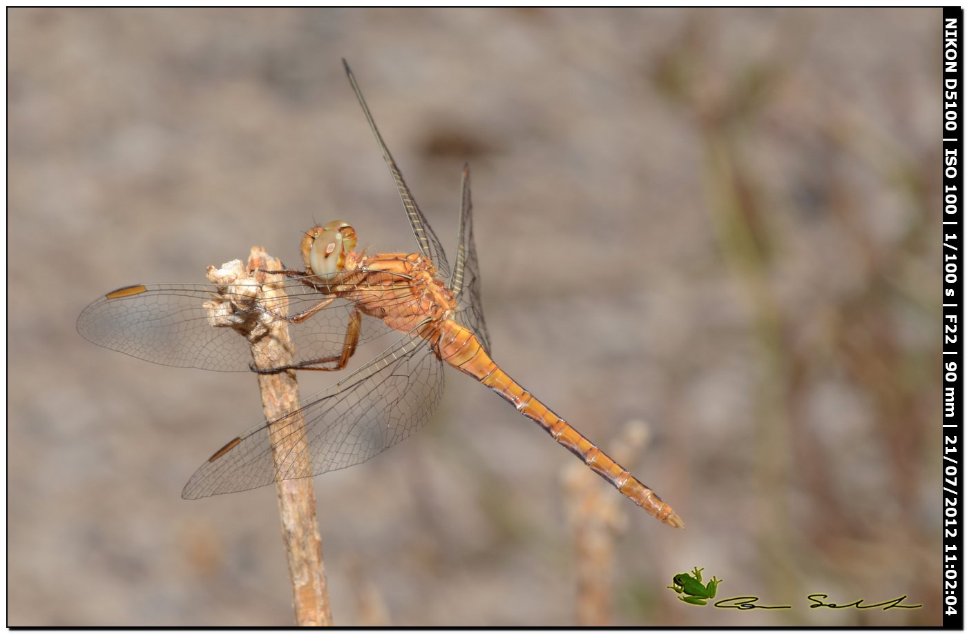 Orthetrum coerulescens anceps ♂ immaturo?