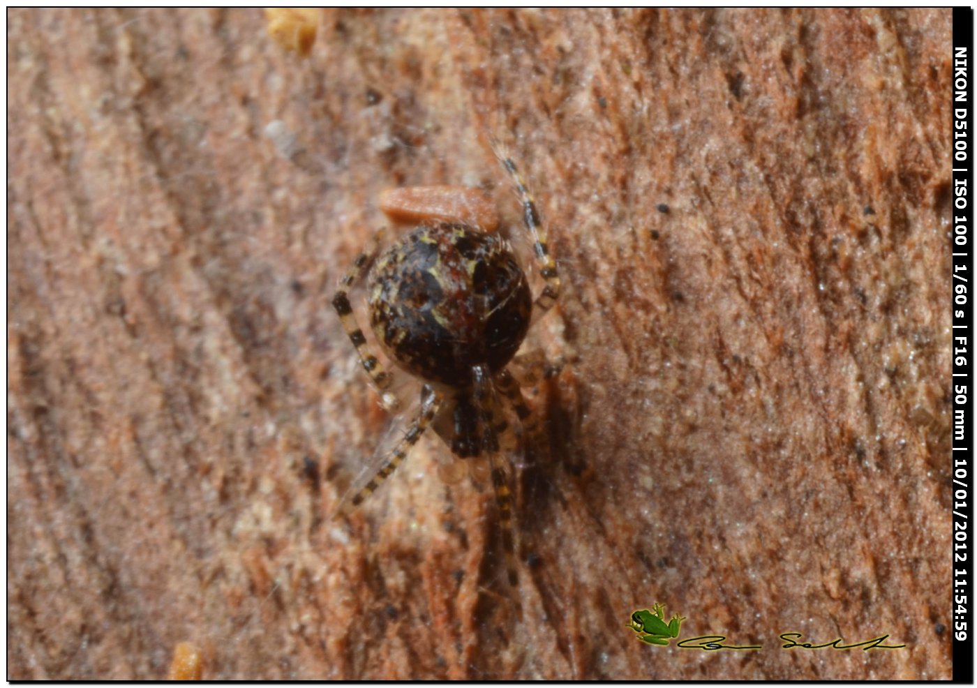 Theridion sp.