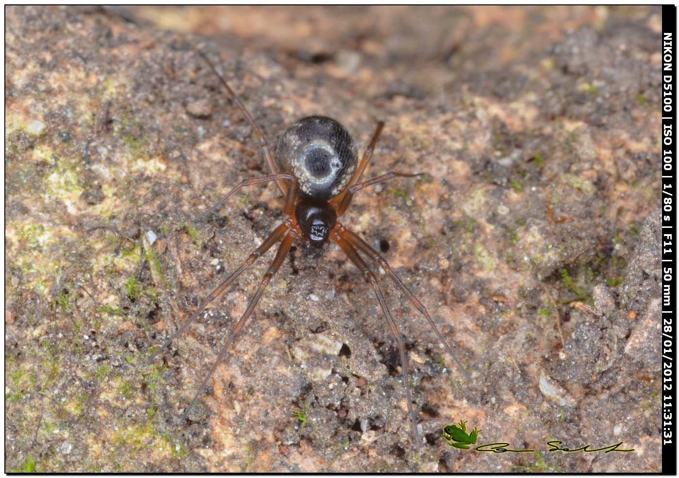 Linyphiidae