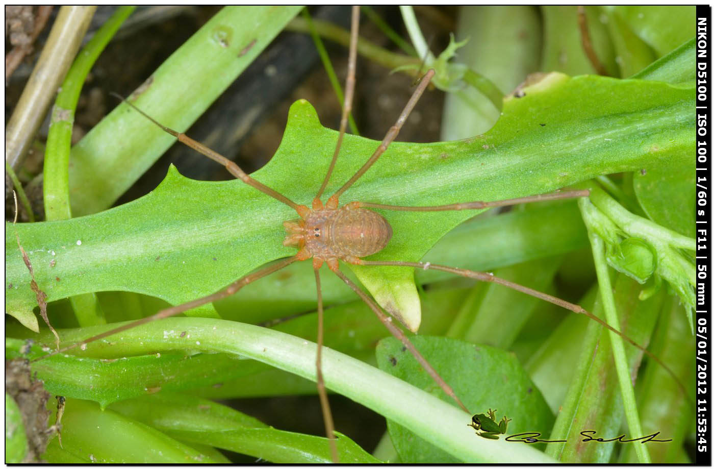 Opilione sardo: Opilio o Phalangium? Opilio canestrinii ♂ (Phalangiidae)