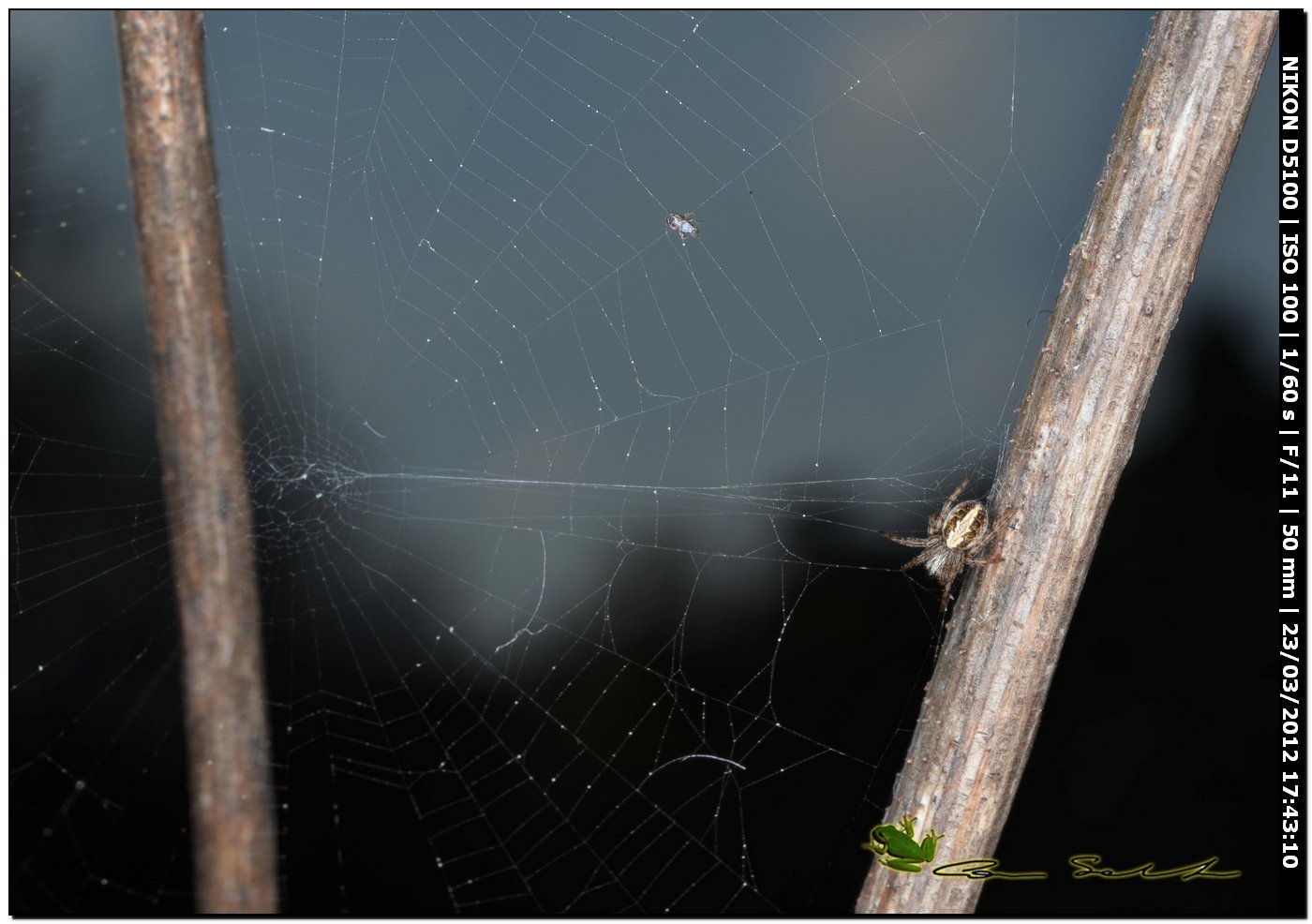 Aculepeira cf. armida