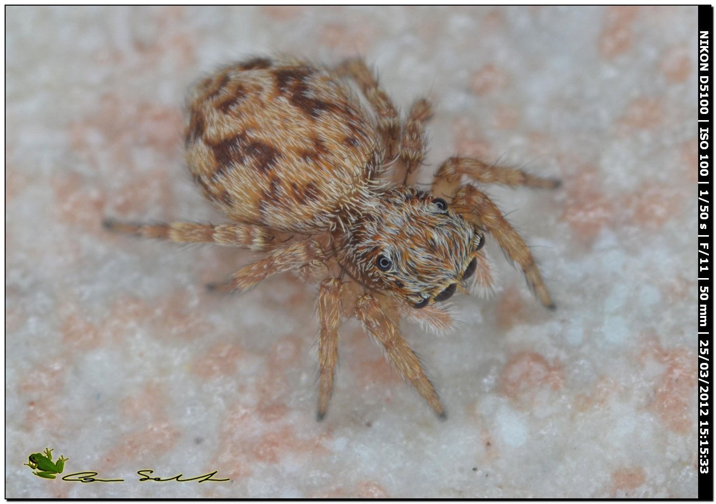 Altro Salticidae da id.